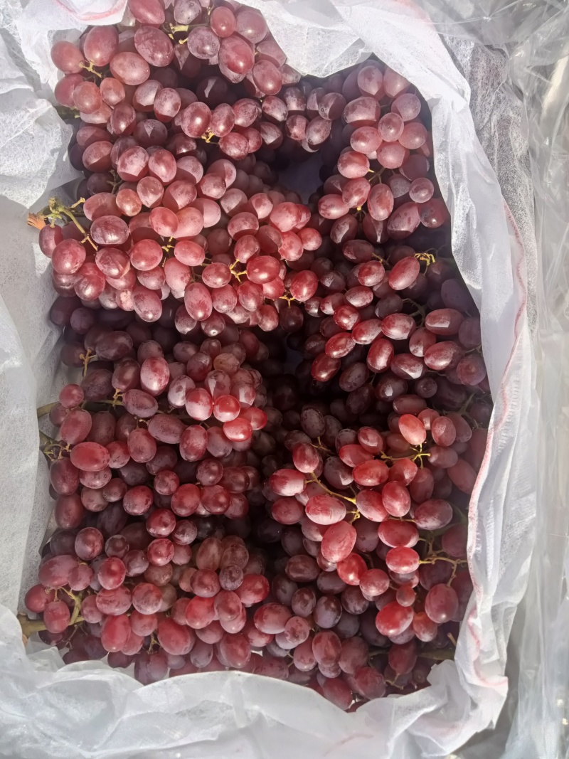 克伦生葡萄大量上市供货中冷库货各种规格精品货市场货电商货