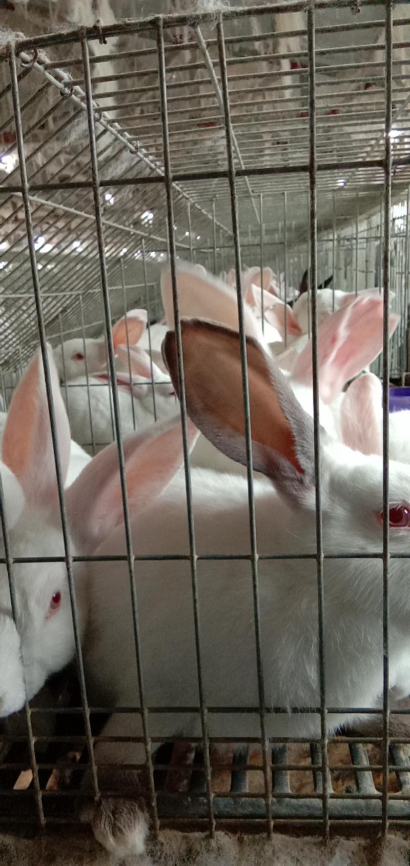 活体兔子新西兰比利时八点黑伊拉花兔全国包邮一件代发