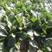 欧兰德欧雅圆菠128菠菜种子耐热耐抽苔半直立匍匐型菠菜种