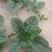 欧兰德欧雅圆菠128菠菜种子耐热耐抽苔半直立匍匐型菠菜种