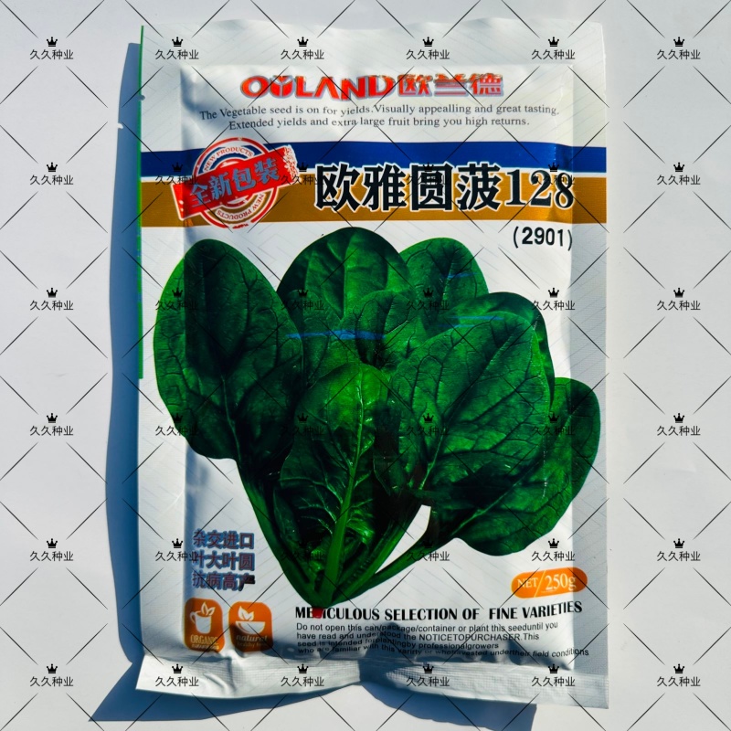 欧兰德欧雅圆菠128菠菜种子耐热耐抽苔半直立匍匐型菠菜种