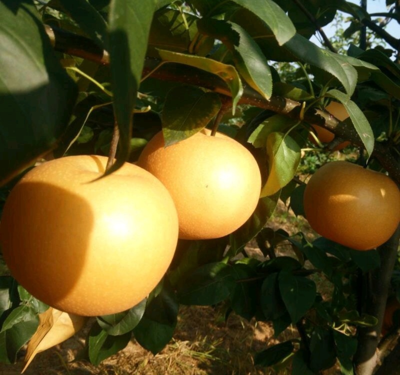 秋月梨树苗皮薄无渣糖度高基地直销保证品种纯度