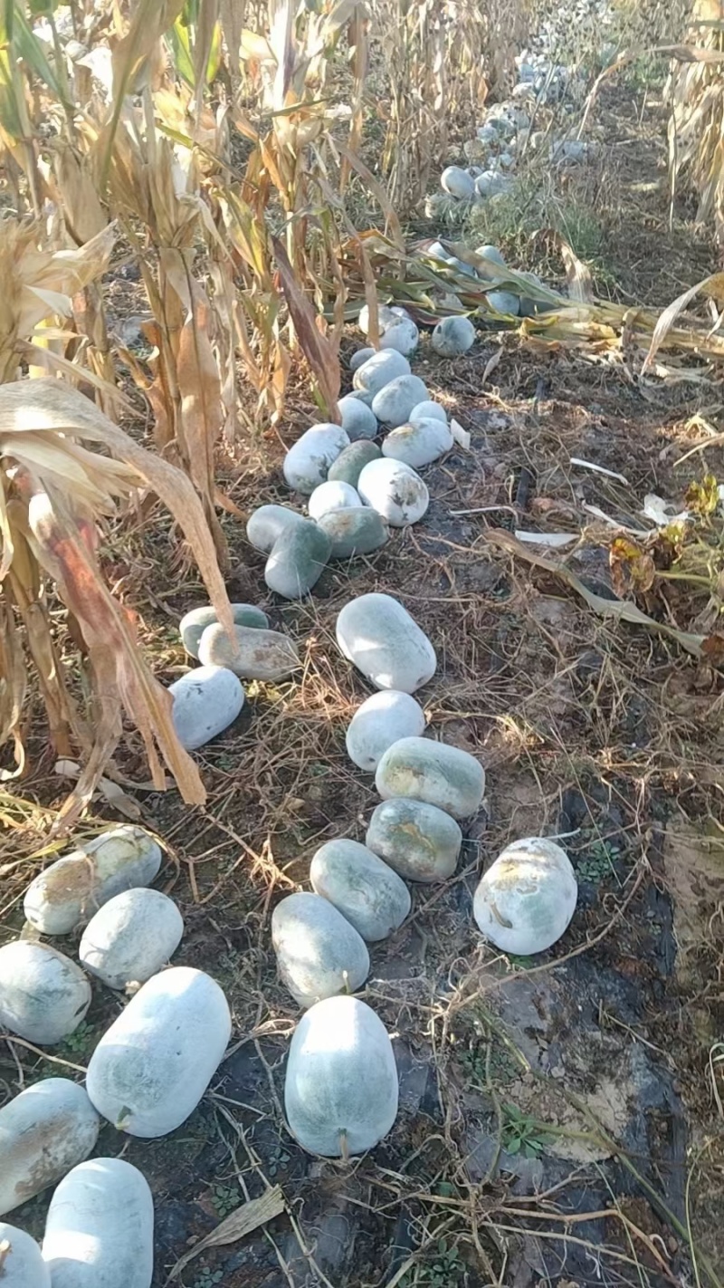 万吨水果冬瓜种植基地，大量供应电商市场，随时有货！