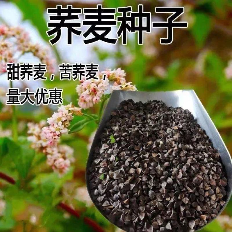 苦荞麦种子，苦荞麦种子甜荞麦黑荞麦种子苦荞种子四季种植芽