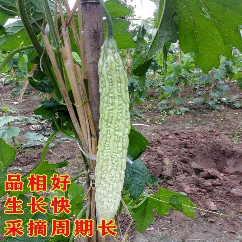 龙盛长白龙苦瓜种子白苦瓜籽长棒形皮大白抗病基地专用