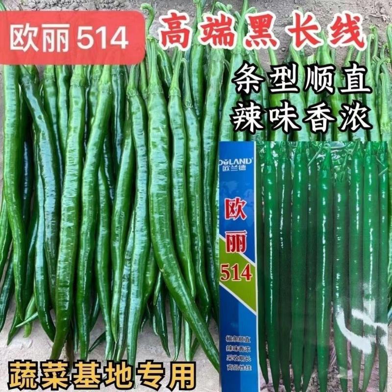 黑线椒种子欧兰德欧丽514深绿色线椒种子味辣硬度高辣椒种