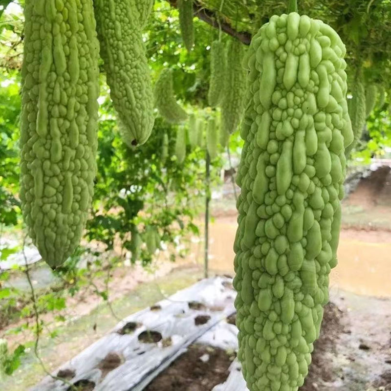 云南玉妃甜脆苦瓜种子台湾引进原种苦瓜种籽肉厚细脆珍珠苦瓜