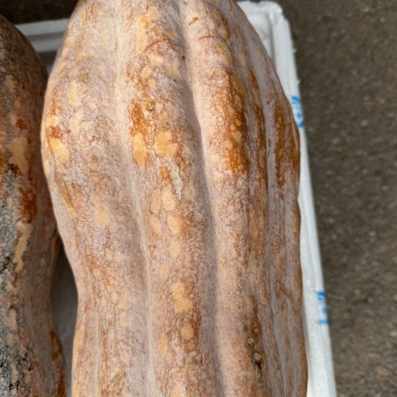 新品种美甜2号蜜本南瓜种子大果蜜本南瓜种籽优质高产粉