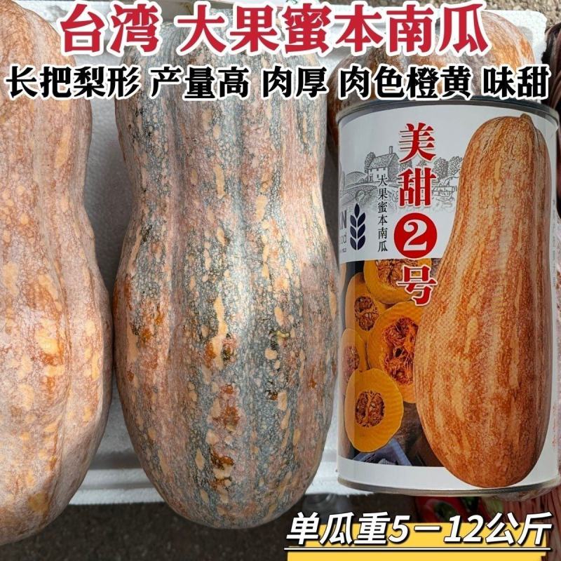 新品种美甜2号蜜本南瓜种子大果蜜本南瓜种籽优质高产粉