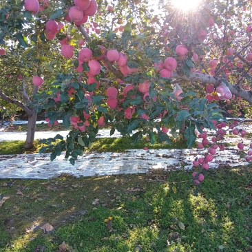 甘肃庆阳苹果