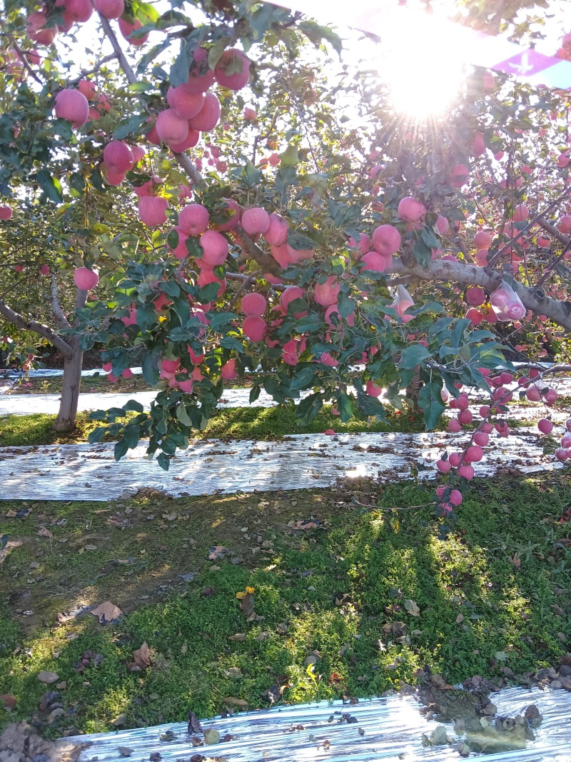 甘肃庆阳苹果