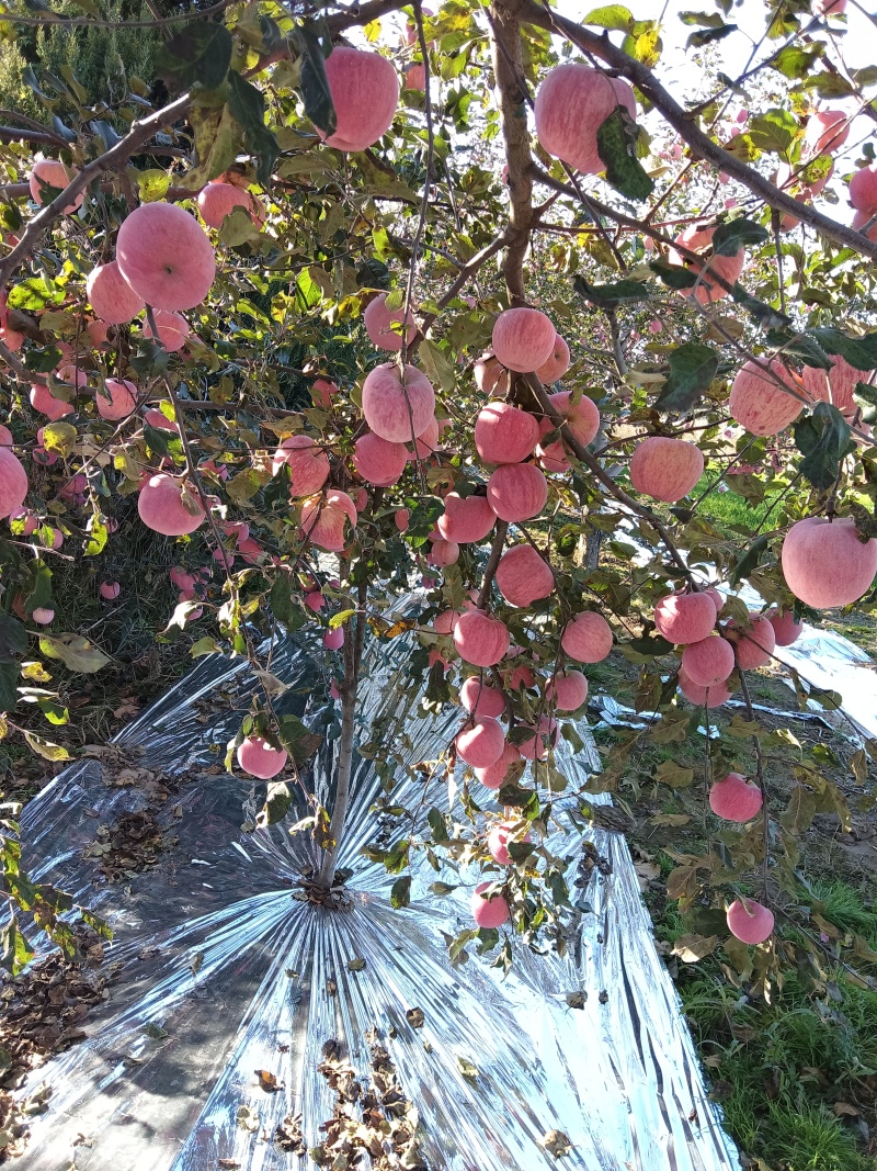 甘肃庆阳苹果