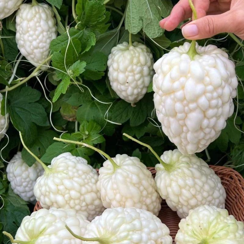 玉凤苹果水果型苦瓜种子农家生吃白苦瓜种籽春夏秋播四季蔬菜