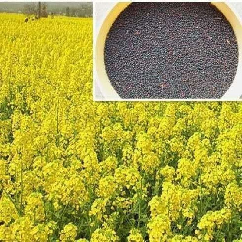 四季油菜籽景观型观赏油菜花种子高产可榨油菜种籽花海易种