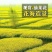 四季油菜籽景观型观赏油菜花种子高产可榨油菜种籽花海易种