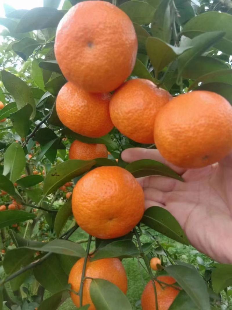 广西贺州砂糖橘