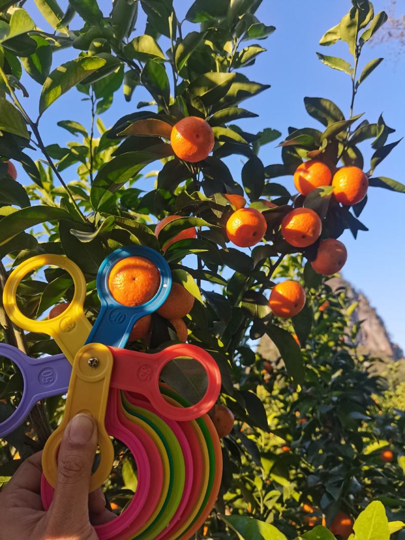 广西贺州砂糖橘