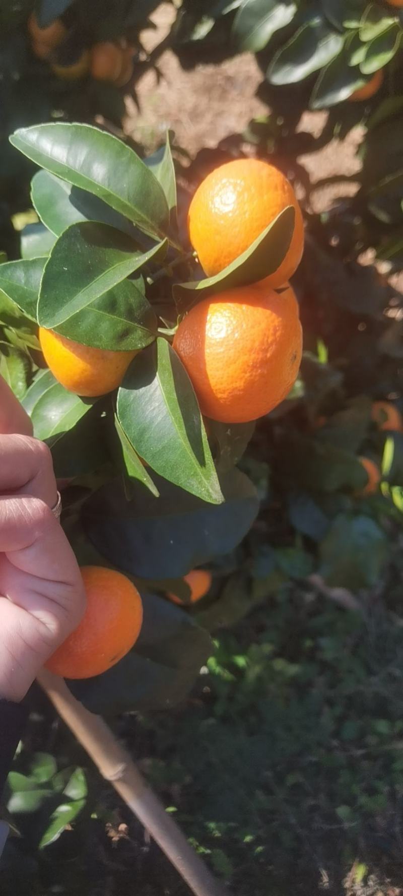 广西贺州砂糖橘