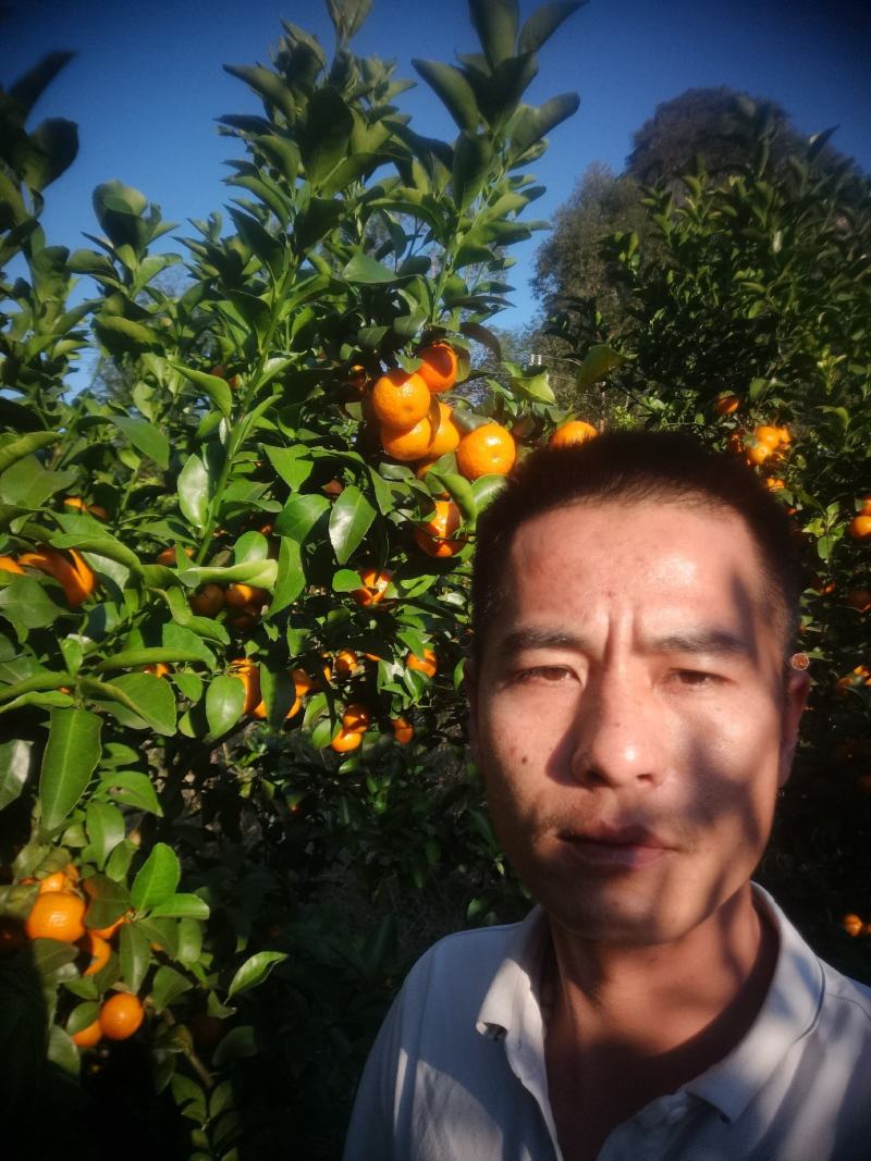 广西贺州砂糖橘