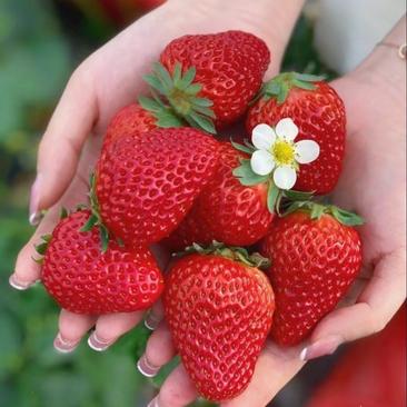 精品红颜奶油草莓产地货源种植大户供应商超平台