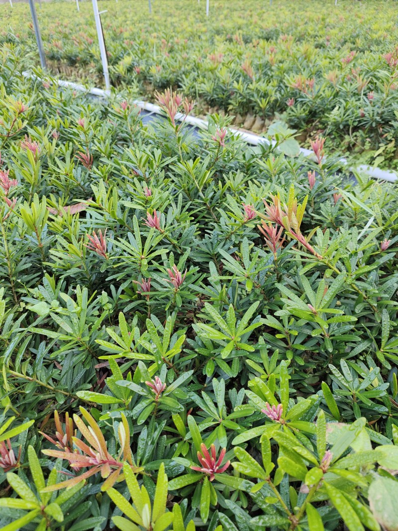 生产各种罗汉松苗产地现货欢迎各位老板来采购量大更优惠哦