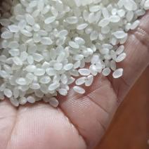优质珍珠米
