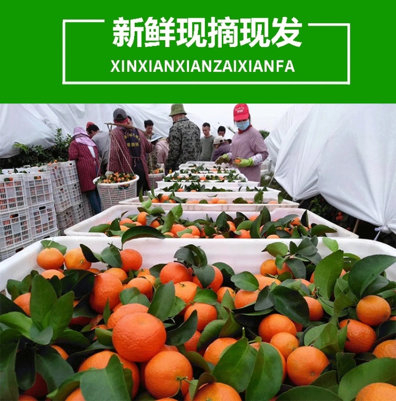 古田高山砂糖橘5A级，皮薄水多汁甜，嘎嘎好卖,保证无冻果