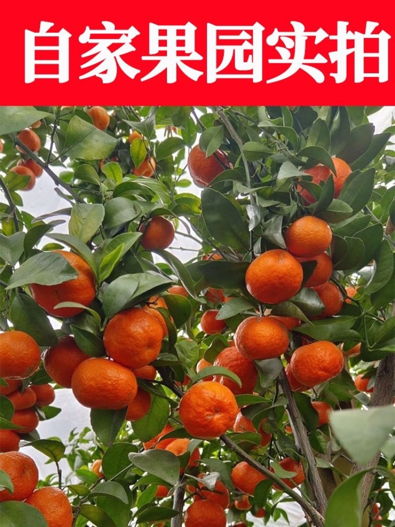 古田高山砂糖橘5A级，皮薄水多汁甜，嘎嘎好卖,保证无冻果