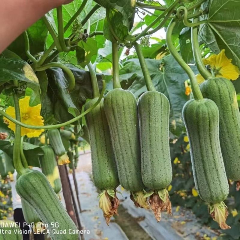 长研早优S14丝瓜种子耐热耐储运瓜条顺直商品性好早熟丝瓜