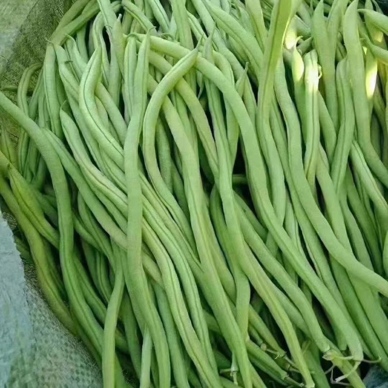 宇航长龙一号架豆王种子特长无筋架豆种子抗黄枯萎病型四季豆