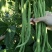 东方长龙架豆种子优质好品质无筋架豆王种子早熟高产无纤维菜