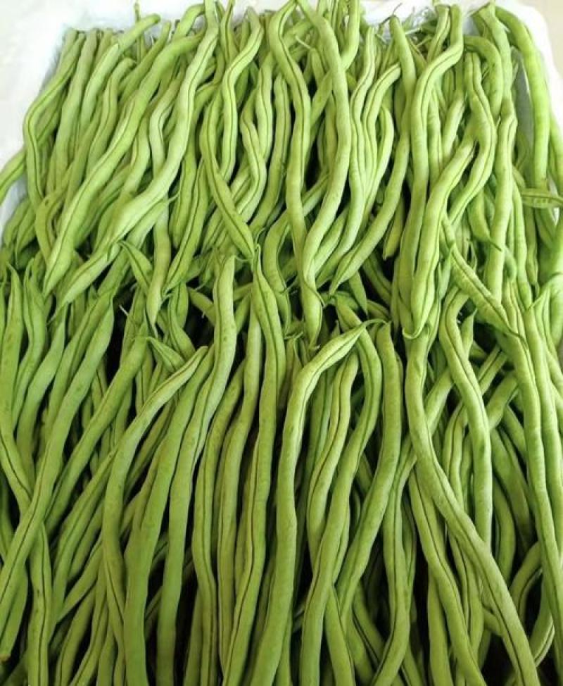 东方长龙架豆种子优质好品质无筋架豆王种子早熟高产无纤维菜