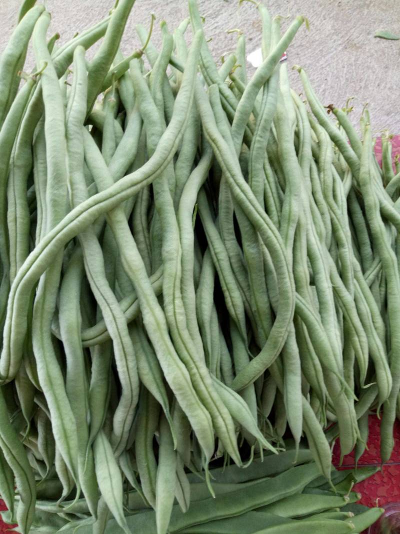 东方长龙架豆种子优质好品质无筋架豆王种子早熟高产无纤维菜