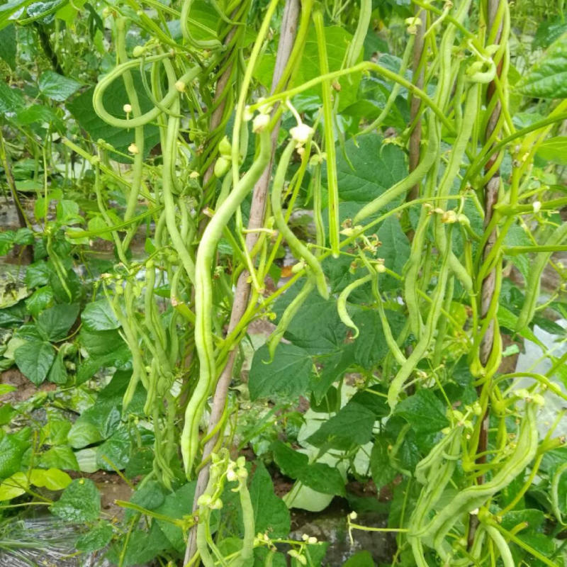 东方长龙架豆种子优质好品质无筋架豆王种子早熟高产无纤维菜