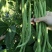 东方长龙架豆种子优质好品质无筋架豆王种子早熟高产无纤维菜