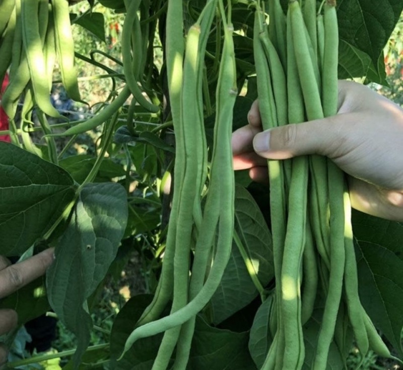 东方长龙架豆种子优质好品质无筋架豆王种子早熟高产无纤维菜