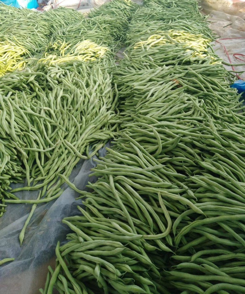 东方长龙架豆种子优质好品质无筋架豆王种子早熟高产无纤维菜