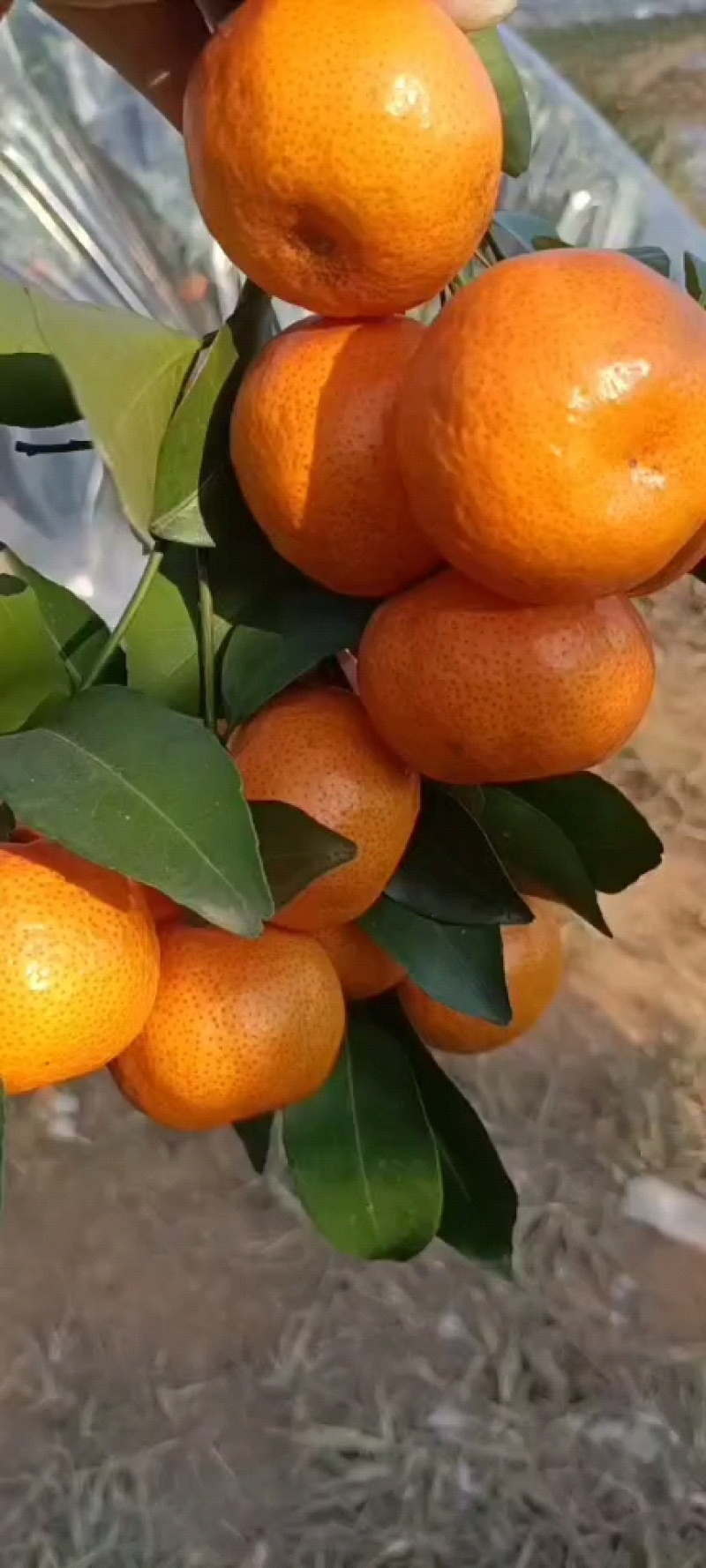 砂糖橘