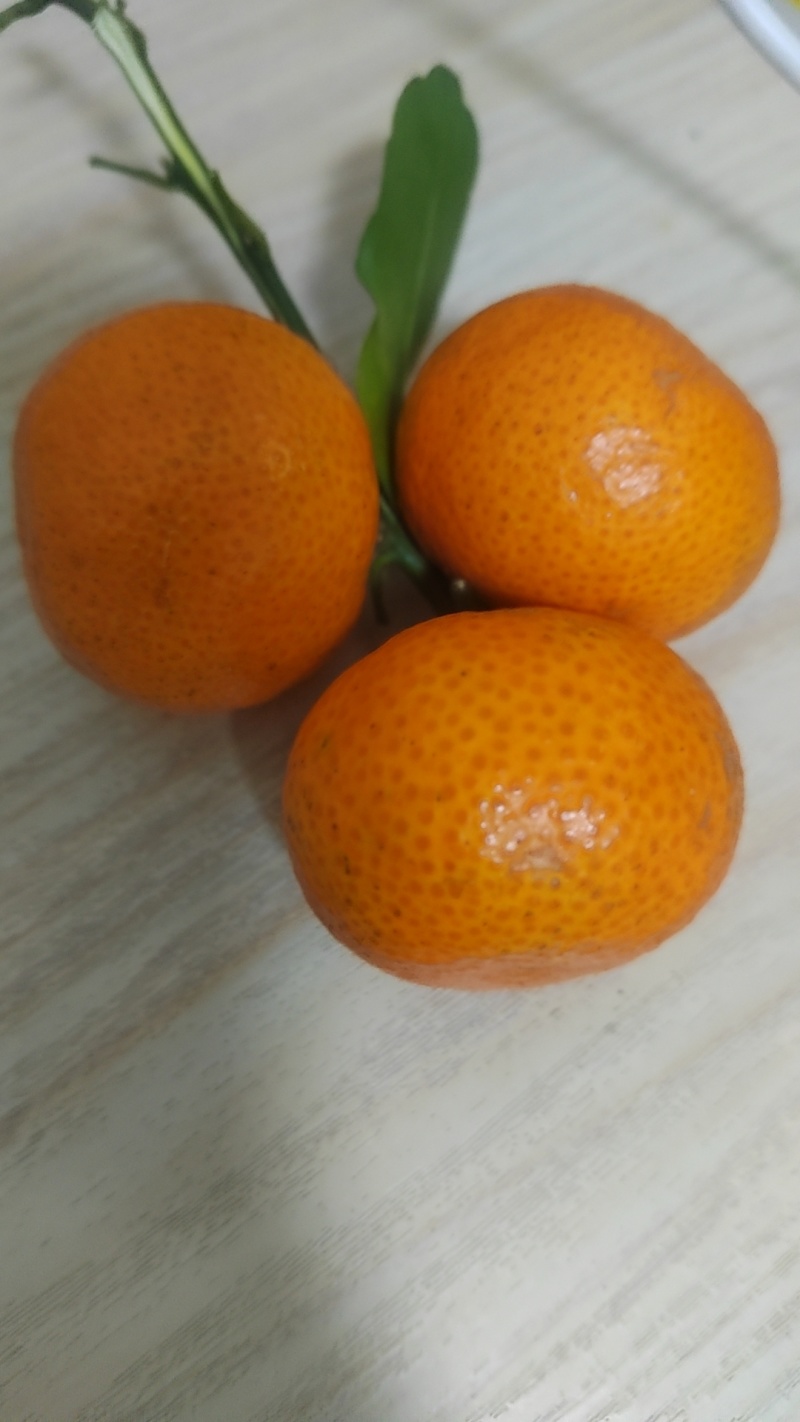 砂糖橘
