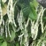 玉美特U9架豆种子蔓生嫩白圆条架豆种籽高产春秋季奶油豆菜