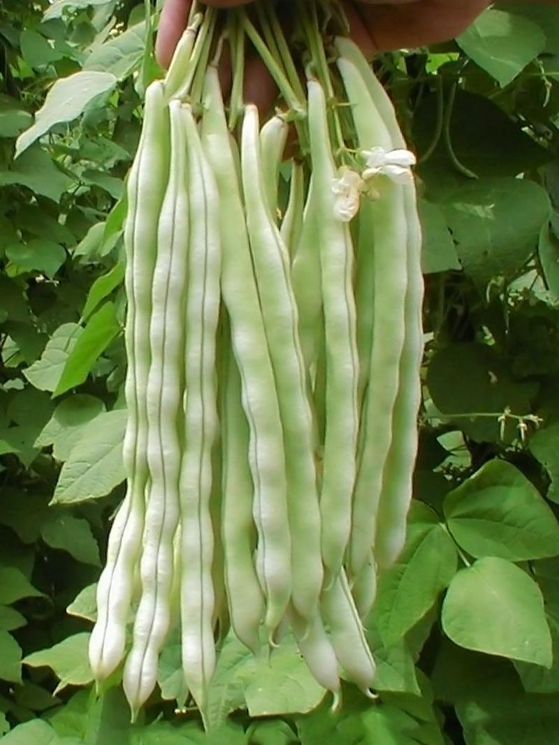 玉美特U9架豆种子蔓生嫩白圆条架豆种籽高产春秋季奶油豆菜