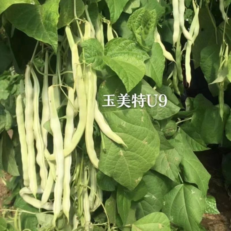 玉美特U9架豆种子蔓生嫩白圆条架豆种籽高产春秋季奶油豆菜