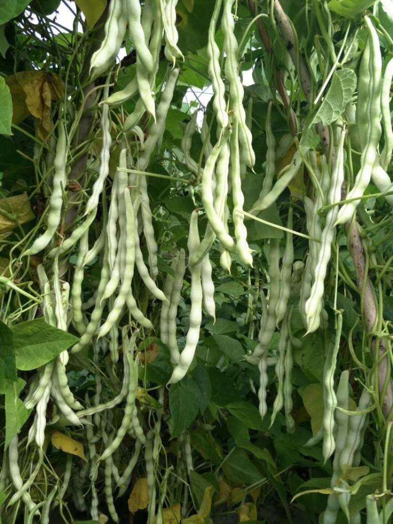 玉美特U9架豆种子蔓生嫩白圆条架豆种籽高产春秋季奶油豆菜