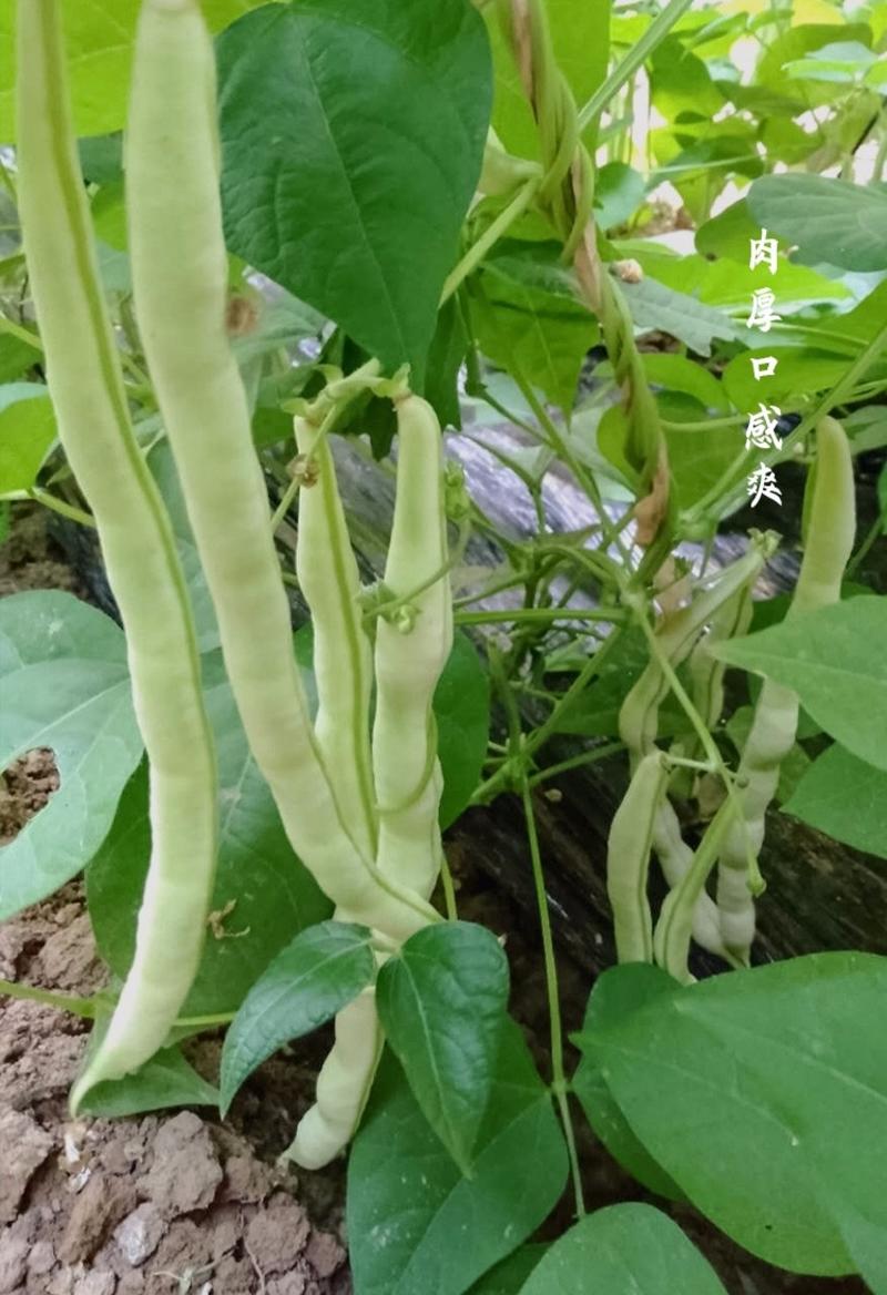 玉美特U9架豆种子蔓生嫩白圆条架豆种籽高产春秋季奶油豆菜