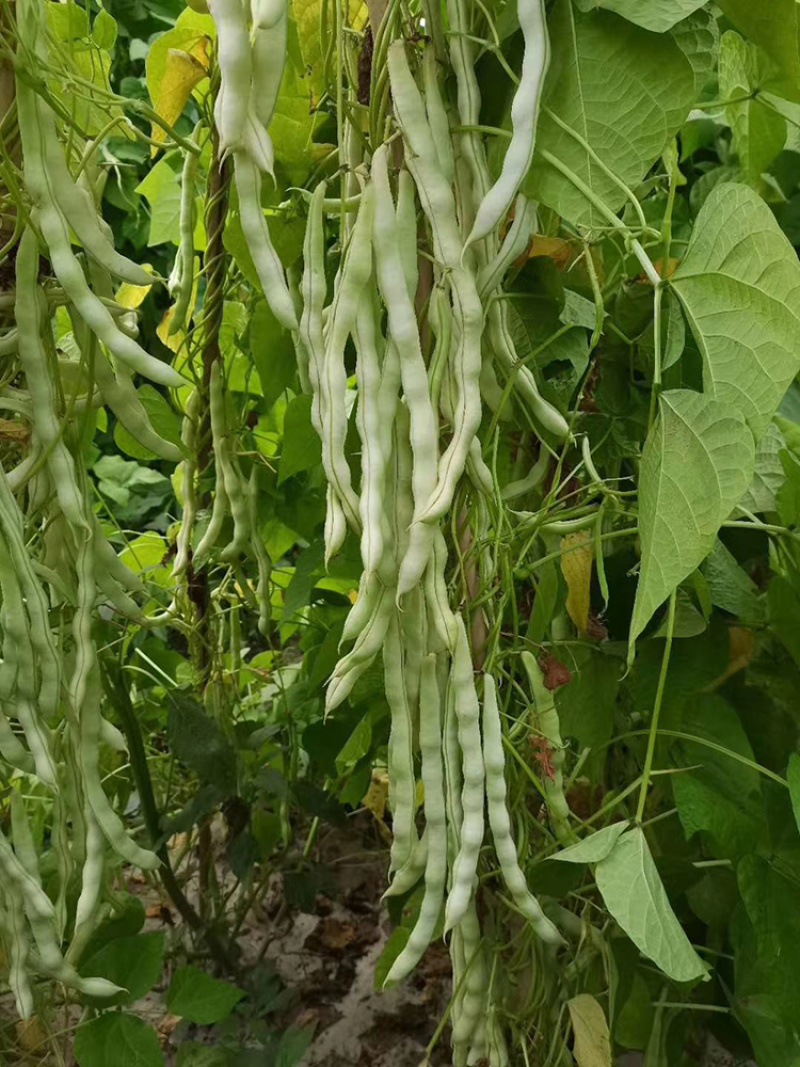 玉美特U9架豆种子蔓生嫩白圆条架豆种籽高产春秋季奶油豆菜