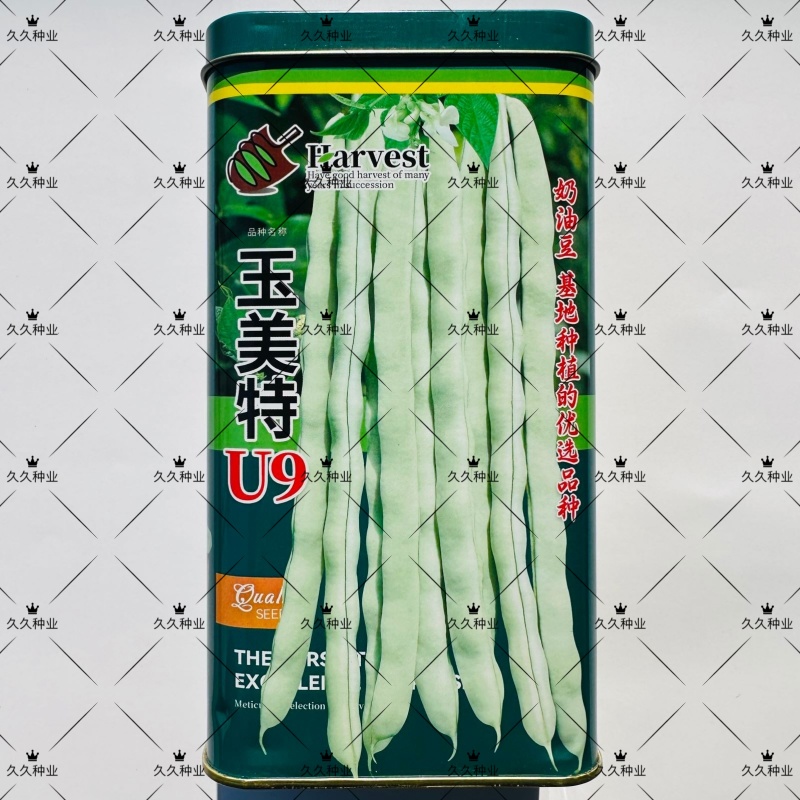玉美特U9架豆种子蔓生嫩白圆条架豆种籽高产春秋季奶油豆菜