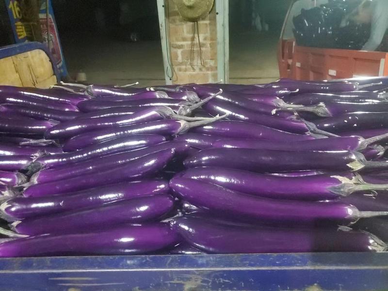【协助装车】茄子紫长茄量大价优支持视频看货欢迎选购