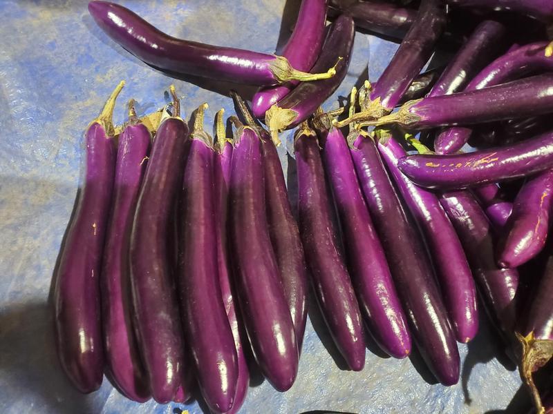 【协助装车】茄子紫长茄量大价优支持视频看货欢迎选购