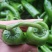 【推荐】黄皮尖椒、大量供应，品质保证，欢迎来电