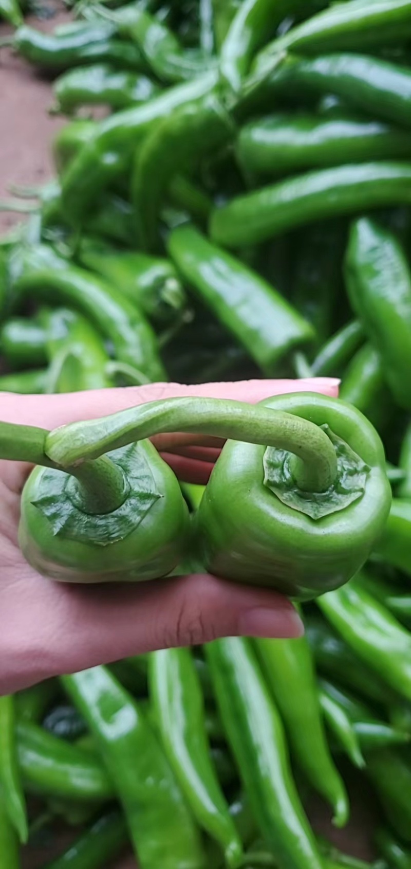 【推荐】黄皮尖椒、大量供应，品质保证，欢迎来电